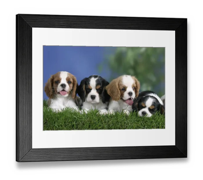 Framed Print : Cavalier King Charles Spaniel puppies Framed Print : Cavalier King Charles Spaniel puppies
