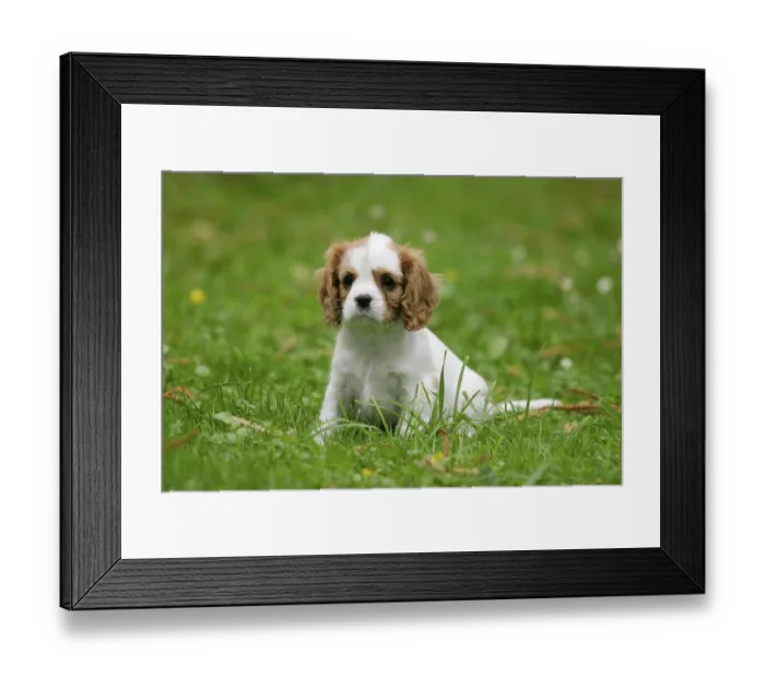 Framed Print : Cavalier King Charles Spaniel, puppy