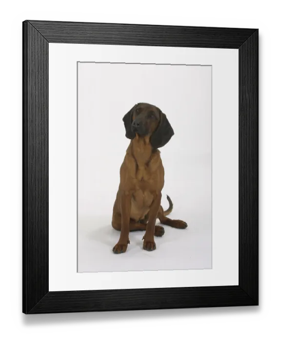 Framed Print : Bavarian Mountain Sweat Dog, bitch