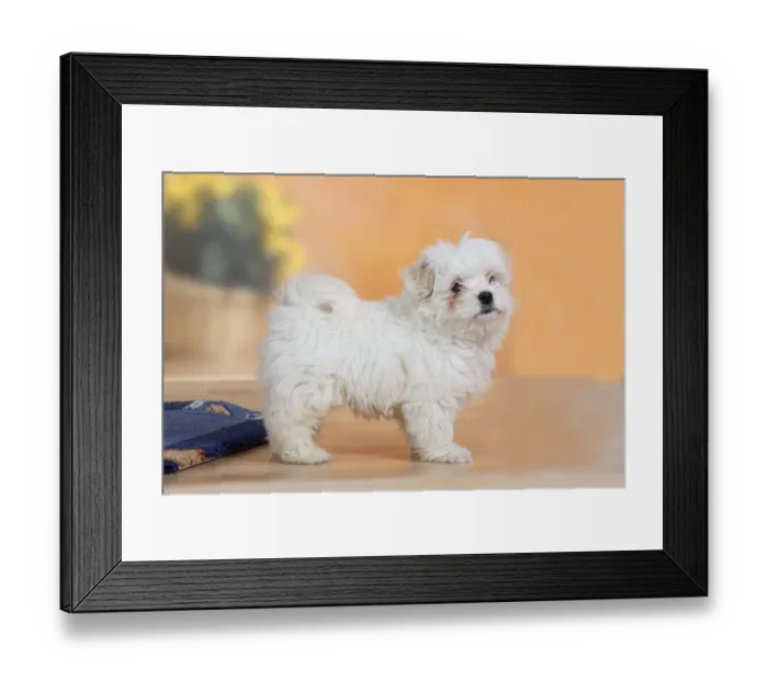 Framed Print : Mixed breed dog, puppy, 10 weeks