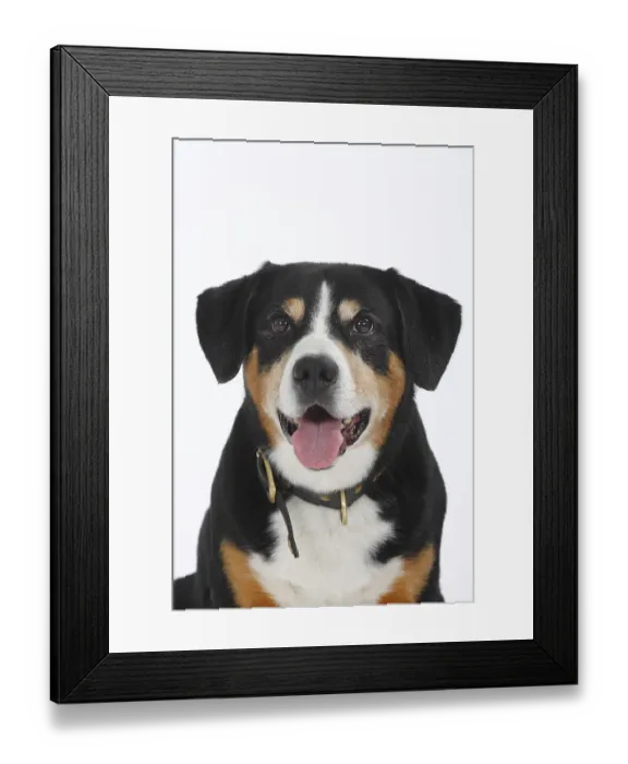 Framed Print : Entlebuch Mountain Dog Framed Print : Entlebuch Mountain Dog