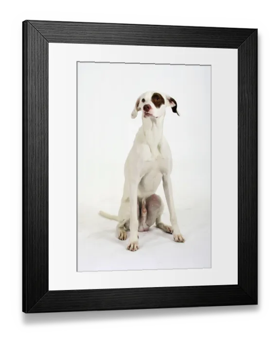 Framed Print : Interracial dog Framed Print : Interracial dog