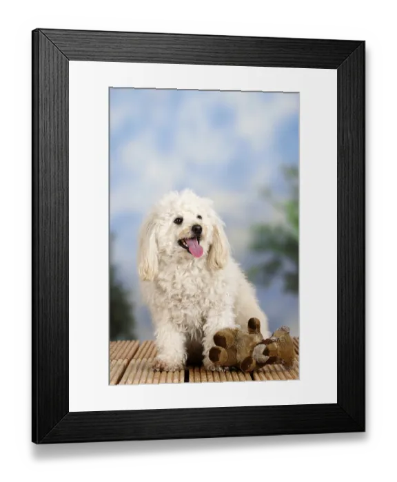 Framed Print : Mixed breed dog with toy, stuffed animal