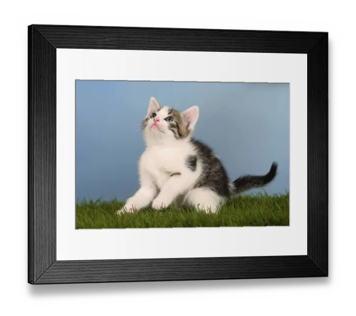 Framed Print : Domestic cat, kitten