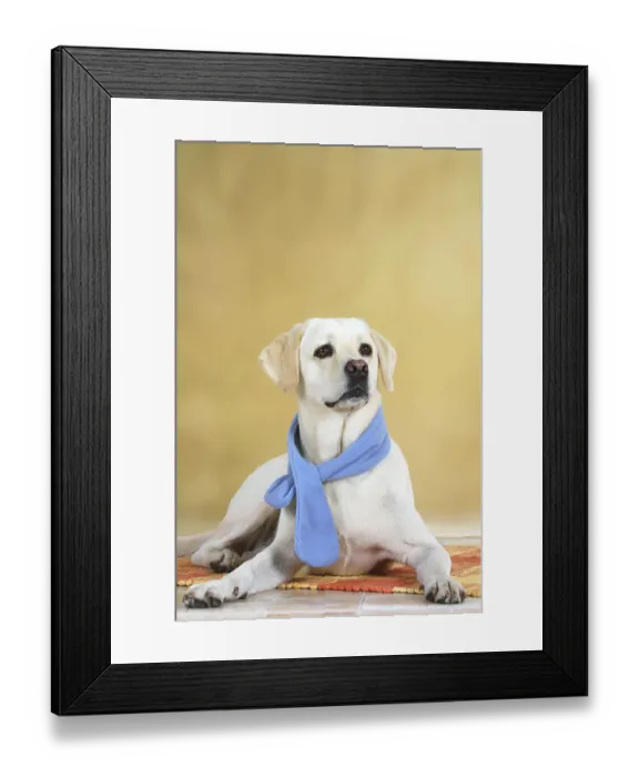 Framed Print : Labrador Retriever with Scarf
