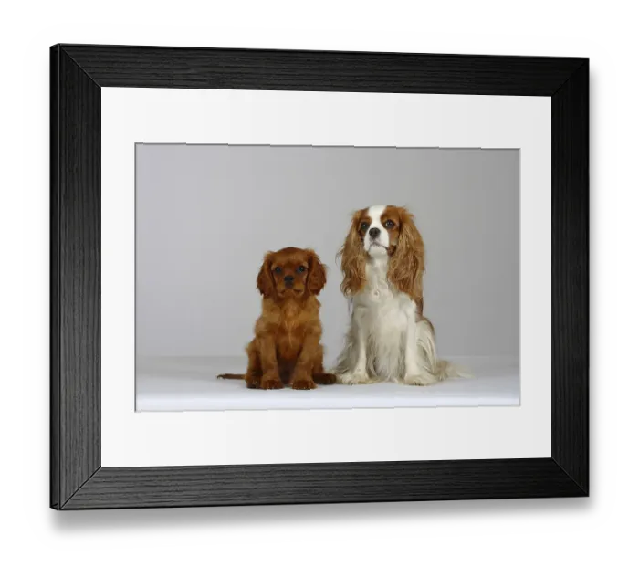 Framed Print : Cavalier King Charles Spaniel with puppy Framed Print : Cavalier King Charles Spaniel with puppy