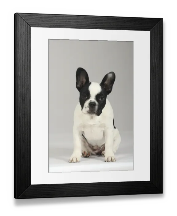 Framed Print : French Bulldog, puppy, 3 months Framed Print : French Bulldog, puppy, 3 months