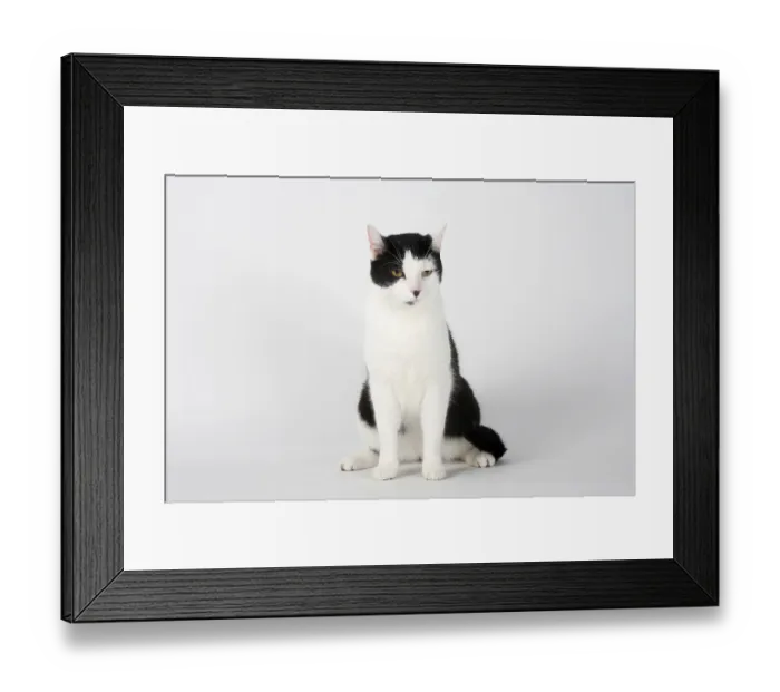 Framed Print : Domestic cat, male cat Framed Print : Domestic cat, male cat