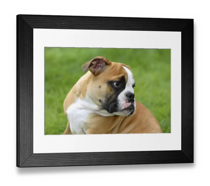 Framed Print : English Bulldog, puppy, 3 months