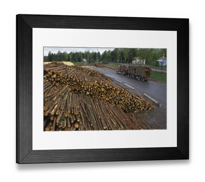 Framed Print : Stacks of felled tree trunks and transport trolleys at the pulp mill