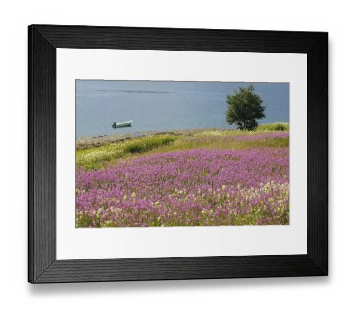Framed Print : Willowherb, Lauvsnes, North Trondelag, Norway