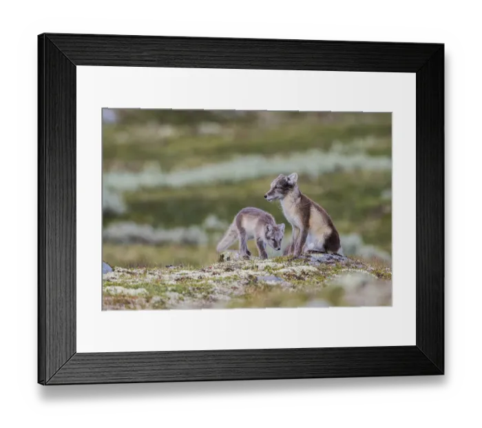Framed Print : Arctic fox (Vulpes lagopus), female and young