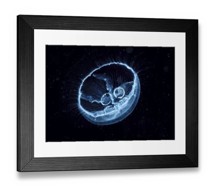 Framed Print : Jellyfish, Jellyfish, Other animals Framed Print : Jellyfish, Jellyfish, Other animals
