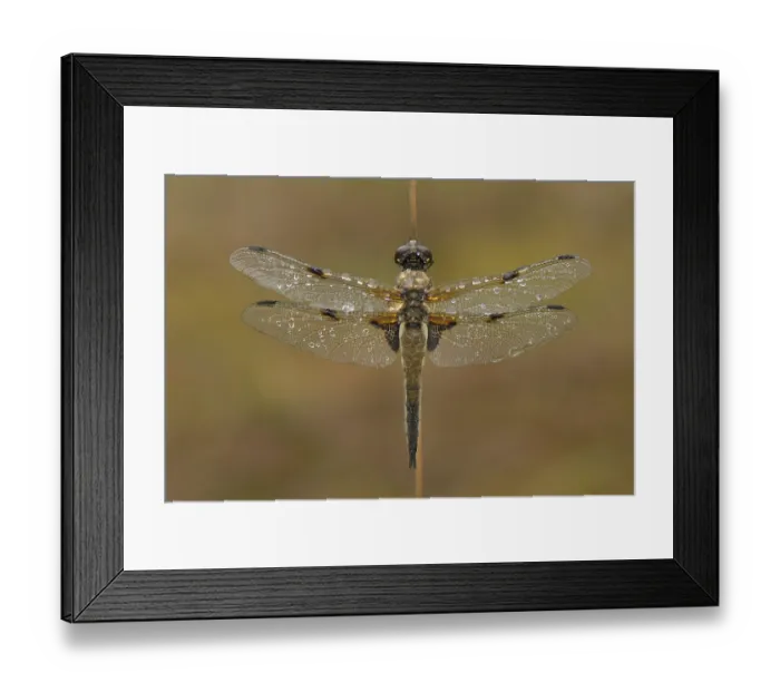 Framed Print : Four-spotted Chaser (Libellula quadrimaculata) dragonfly resting with dewy wings on a blade of rush grass