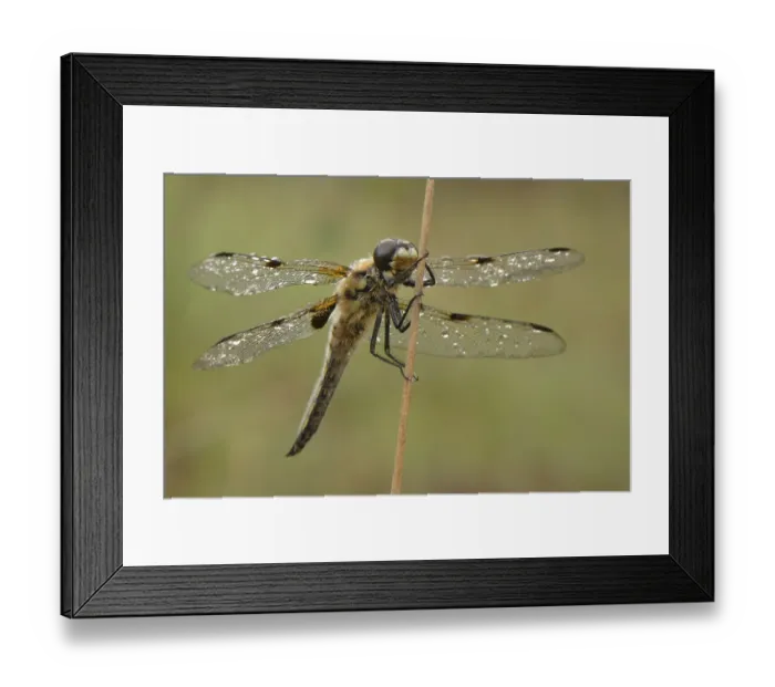 Framed Print : Four-spotted Chaser (Libellula quadrimaculata) dragonfly resting with dewy wings on a blade of rush grass