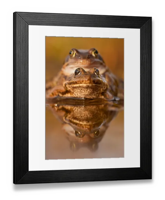 Framed Print : Common frog (Rana temporaria), Mating Framed Print : Common frog (Rana temporaria), Mating
