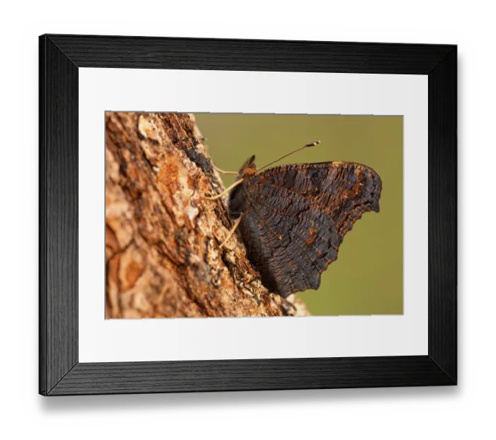 Framed Print : European peacock (Aglais io) Rhineland-Palatinate