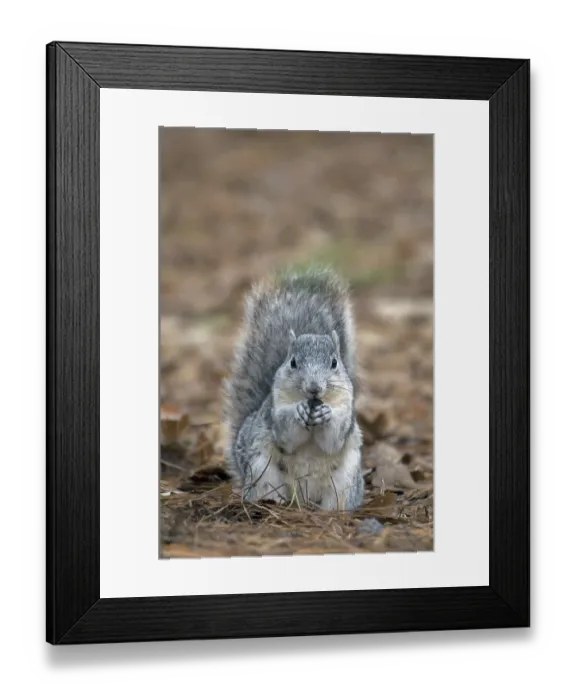 Framed Print : Delmarva Fox Squirrel (Sciurus niger cinereus)