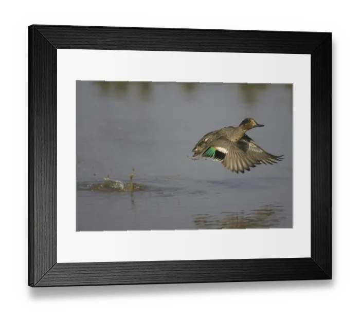 Framed Print : Common Teal (Anas crecca), adult male in flight