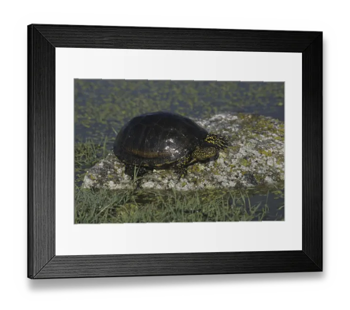 Framed Print : European Pond Terrapin (Emys orbicularis) on rock