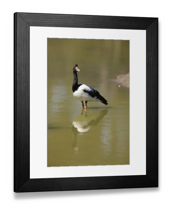Framed Print : Magpie Goose (Anseranas semipalmata)