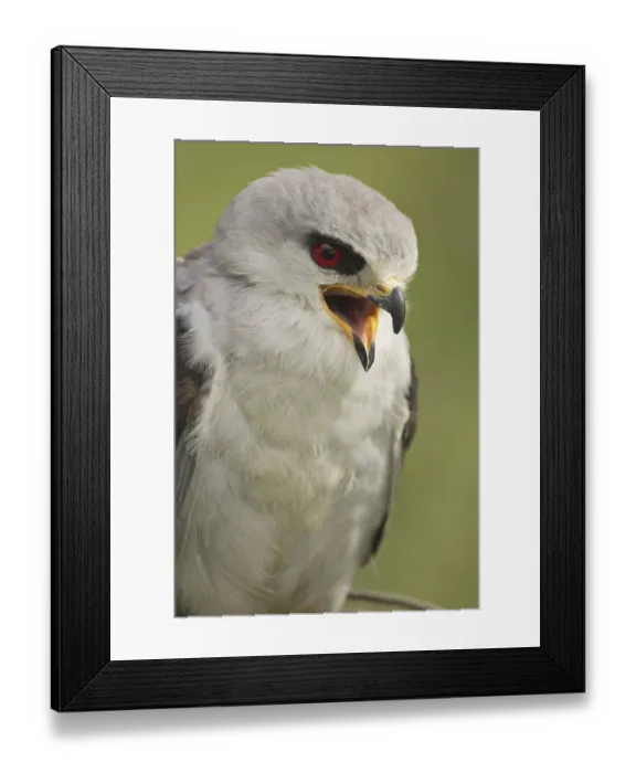 Framed Print : Black-shouldered Kite (Elanus caeruleus)