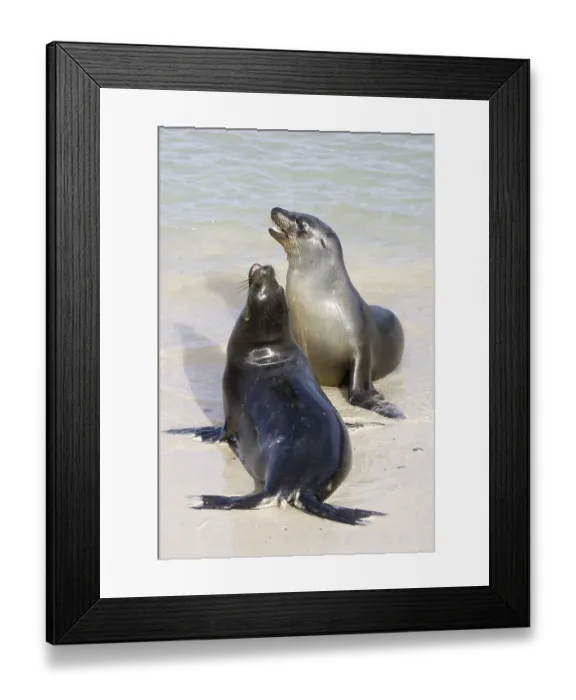 Framed Print : Galapagos Sea Lion (Zalophus wollebaeki) Framed Print : Galapagos Sea Lion (Zalophus wollebaeki)