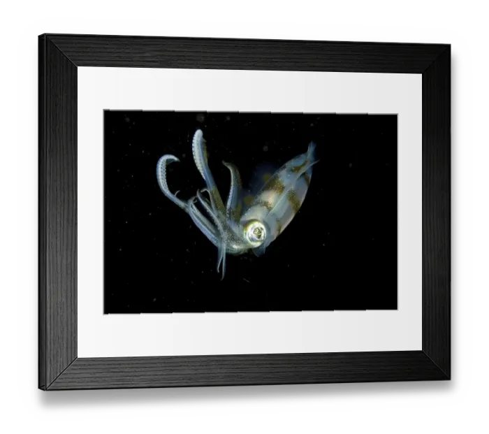 Framed Print : Bigfin Reef Squid (Sepioteuthis lessoniana)