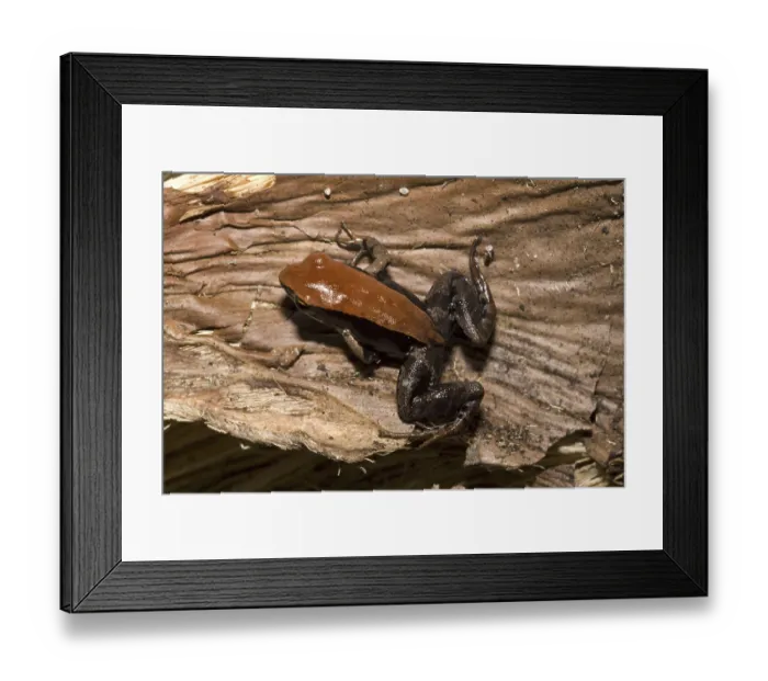 Framed Print : Brown Mantella frog (Mantella betsileo) Framed Print : Brown Mantella frog (Mantella betsileo)