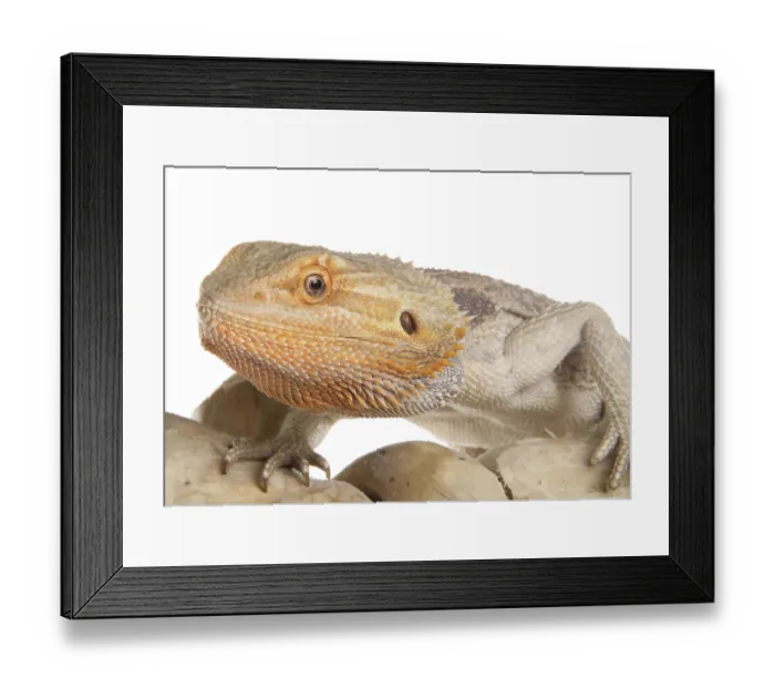 Framed Print : Inland Bearded Dragon (Pogona vitticeps), adult