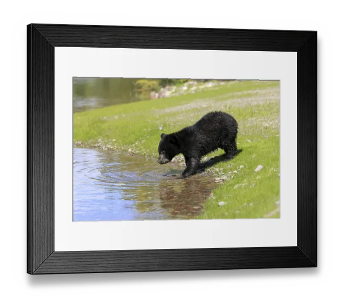 Framed Print : American Black Bear (Ursus americanus) Framed Print : American Black Bear (Ursus americanus)