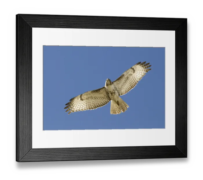 Framed Print : Red-tailed Hawk (Buteo jamaicensis) Framed Print : Red-tailed Hawk (Buteo jamaicensis)