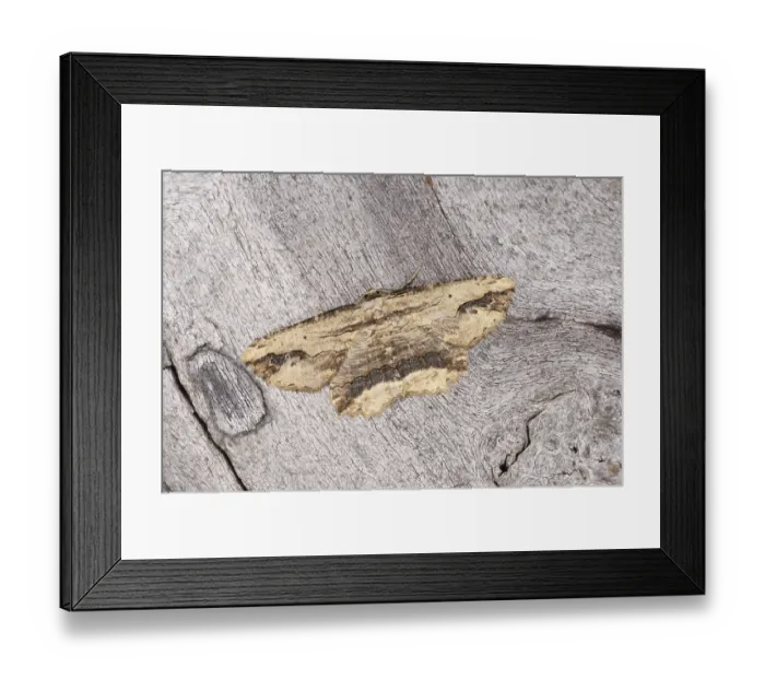 Framed Print : Waved Umber Moth (Menophra abruptaria) Framed Print : Waved Umber Moth (Menophra abruptaria)