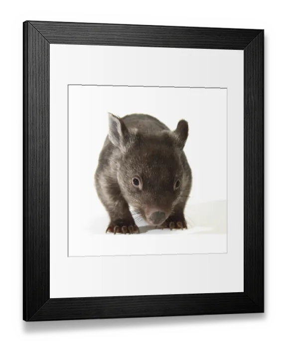 Framed Print : Common Wombat (Vombatus ursinus), joey