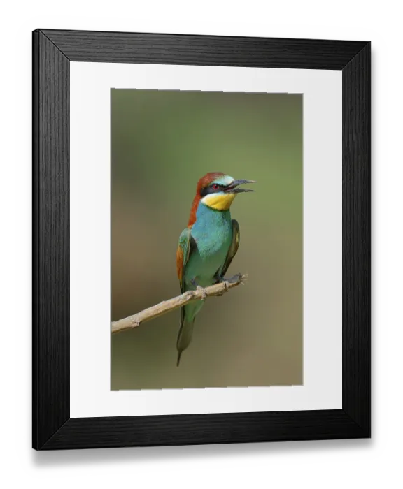 Framed Print : European bee eater (Merops apiaster), Greece Framed Print : European bee eater (Merops apiaster), Greece
