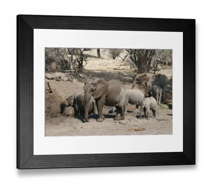 Framed Print : African elephant (Loxodonta africana) Elephant Framed Print : African elephant (Loxodonta africana) Elephant