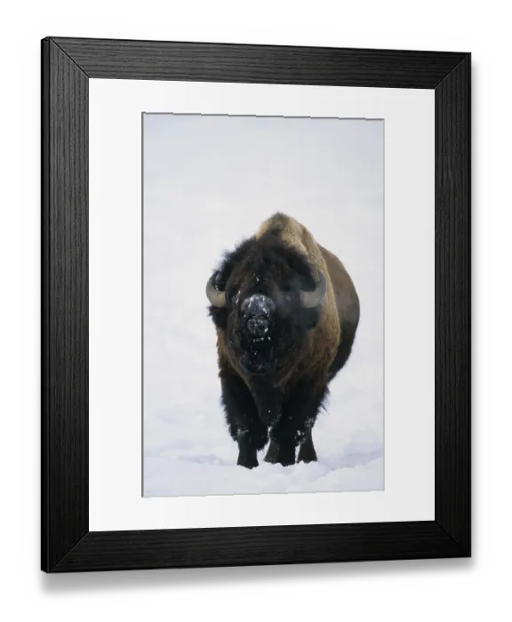Framed Print : North American Bison (Bison bison) In snowstorm