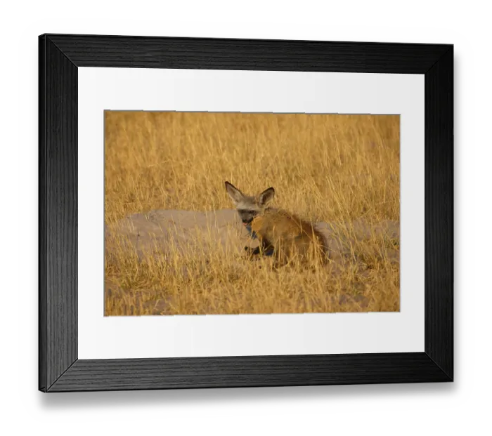 Framed Print : Bat-eared fox, Bat-eared fox Adult Framed Print : Bat-eared fox, Bat-eared fox Adult