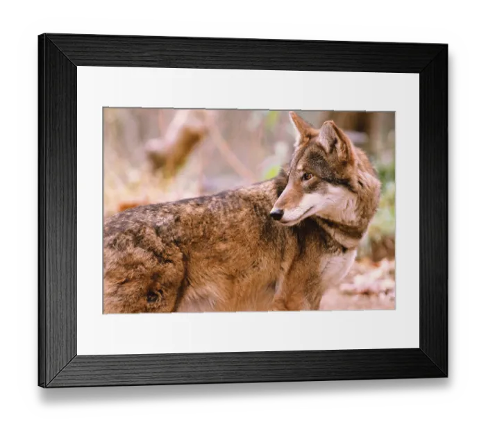 Framed Print : Red wolf, red wolves, wolf, wolves