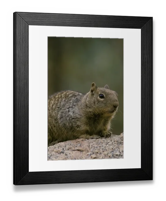 Framed Print : Mexican Spotted Squirrel, Mexican Spotted Squirrel Framed Print : Mexican Spotted Squirrel, Mexican Spotted Squirrel
