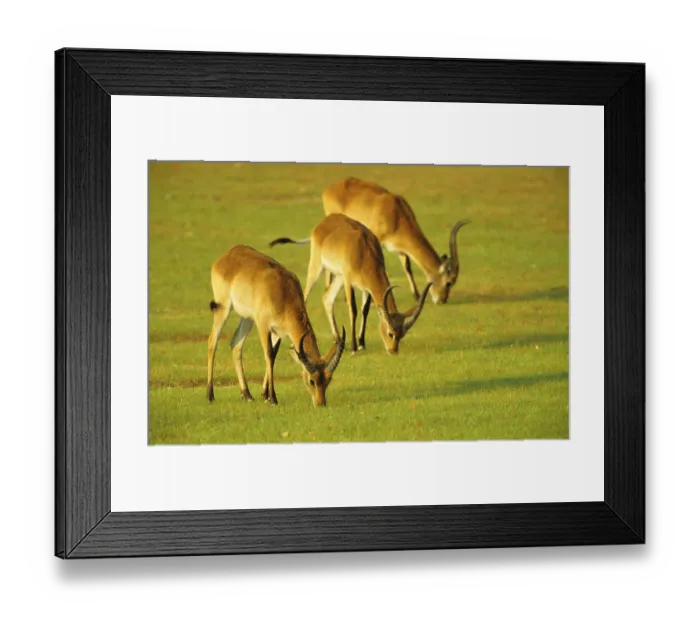 Framed Print : Lychee waterbuck, Moor antelope