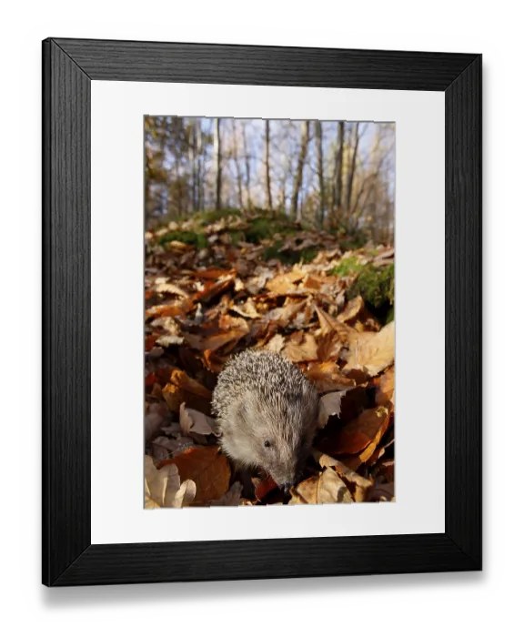 Framed Print : European Hedgehog (Erinaceus europaeus) adult