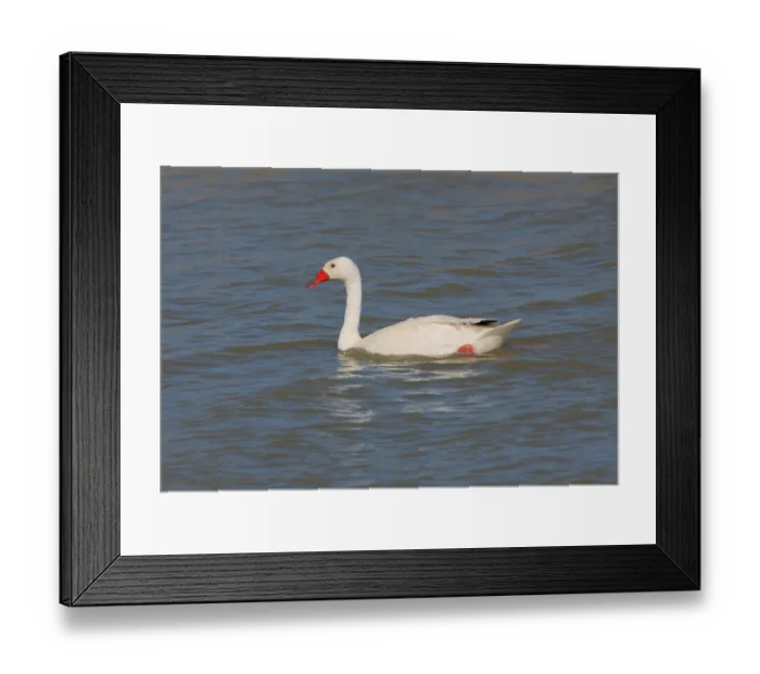 Framed Print : Coscoroba swan (Coscoroba coscoroba) adult