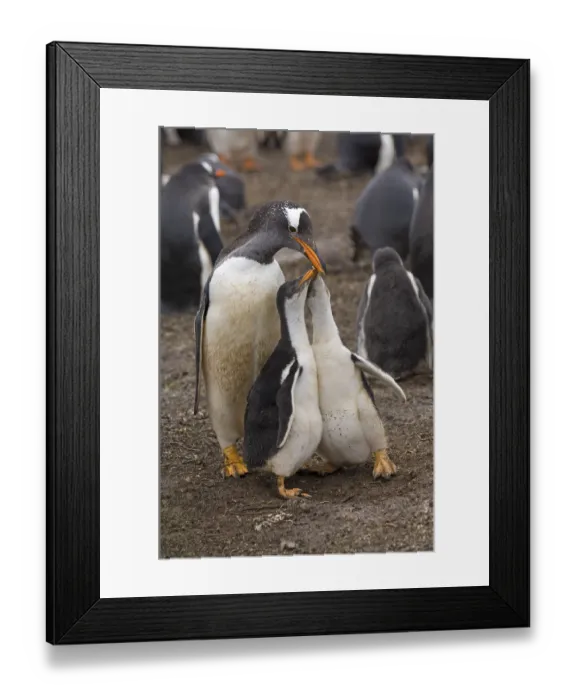 Framed Print : Gentoo penguin (Pygoscelis papua) adult