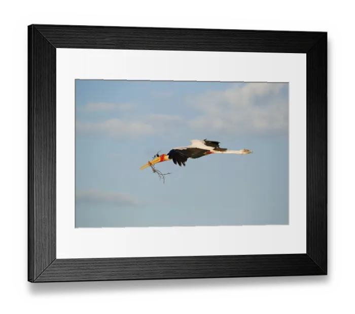 Framed Print : African Yellow-billed Stork (Mycteria ibis) Yellow-billed Stork Framed Print : African Yellow-billed Stork (Mycteria ibis) Yellow-billed Stork