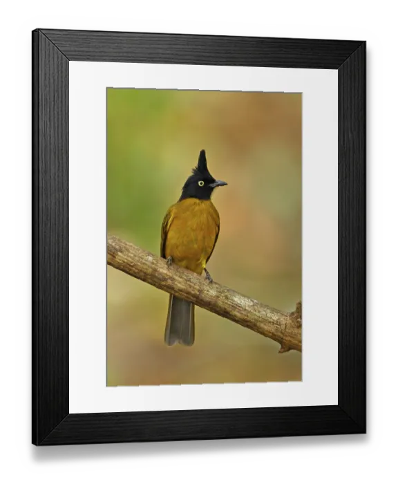 Framed Print : Black Crested Bulbul (Pycnonotus melanicterus xanthops) adult Framed Print : Black Crested Bulbul (Pycnonotus melanicterus xanthops) adult