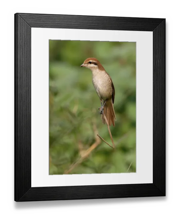 Framed Print : Brown Shrike, Red-tailed Shrike Framed Print : Brown Shrike, Red-tailed Shrike