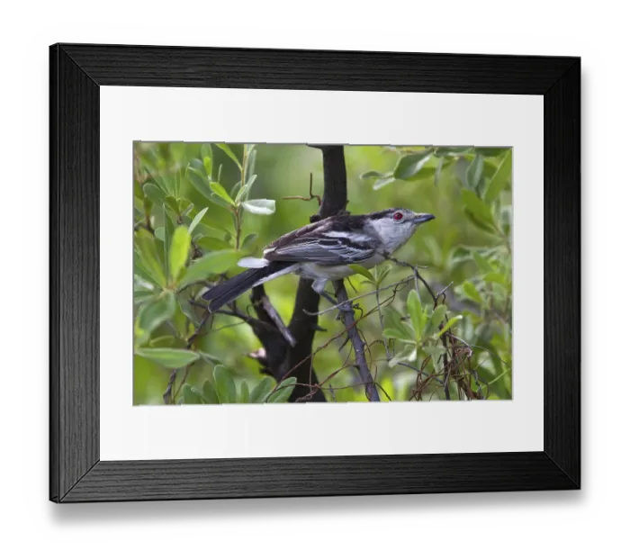 Framed Print : Snowball Shrike, songbirds, animals Framed Print : Snowball Shrike, songbirds, animals