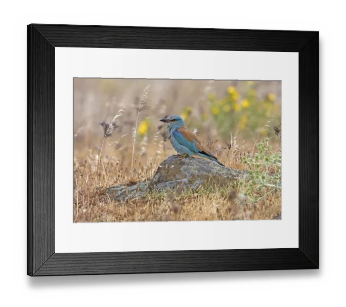 Framed Print : Adult european roller (Coracias garrulus) Framed Print : Adult european roller (Coracias garrulus)