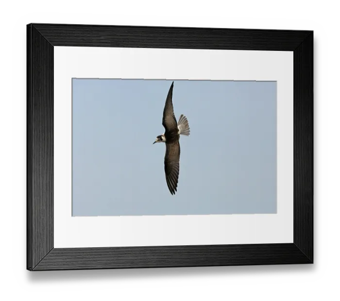 Framed Print : White-winged Black Tern (Chlidonias leucoptera) juvenile